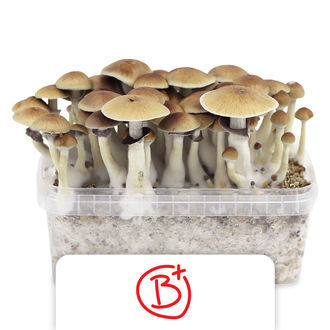 Zamnesia Classic dyrkningskit 'B+'