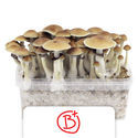 Zamnesia Classic dyrkningskit 'B+'