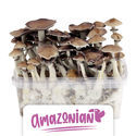 Zamnesia Classic grow kit 'PES Amazonian'