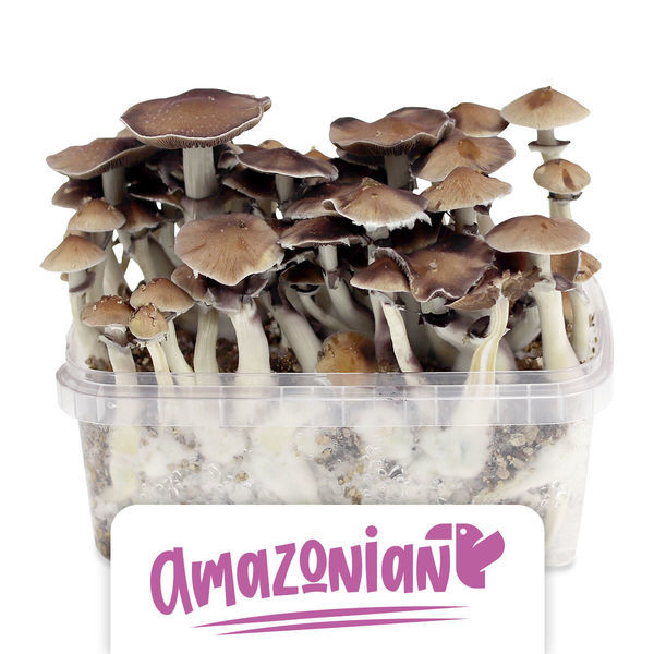 Zamnesia Classic grow kit 'PES Amazonian'