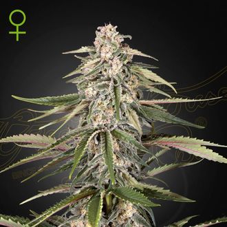 Green-O-Matic (Greenhouse Seeds) Feminiserede
