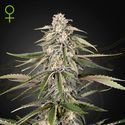 Green-O-Matic (Greenhouse Seeds) Feminiserede