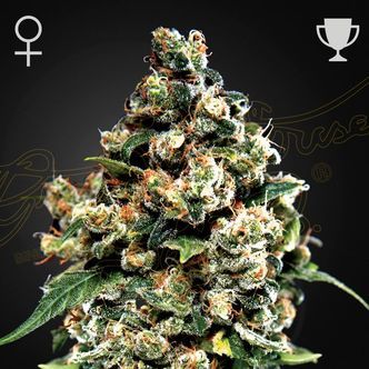 Jack Herer (Greenhouse Seeds) feminiserede