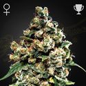 Jack Herer (Greenhouse Seeds) Feminiserede