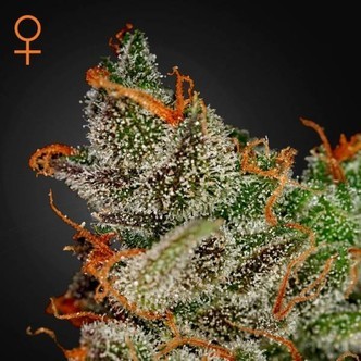 King's Kush (Greenhouse Seeds) feminiserede cannabisfr&oslash;