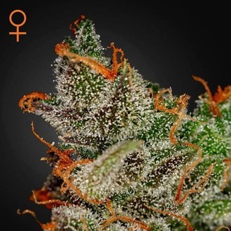 King's Kush (Greenhouse Seeds) Feminiserede