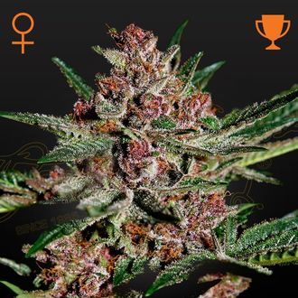 Bubba Kush (Greenhouse Seeds) Feminiserede