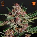 Bubba Kush (Greenhouse Seeds) Feminiserede
