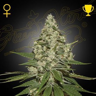 Super Lemon Haze (Greenhouse Seeds) Feminiserede