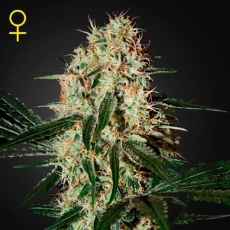 Arjan's Haze 3 (Greenhouse Seeds) Feminiserede