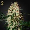 Arjan's Haze 3 (Greenhouse Seeds) Feminiserede