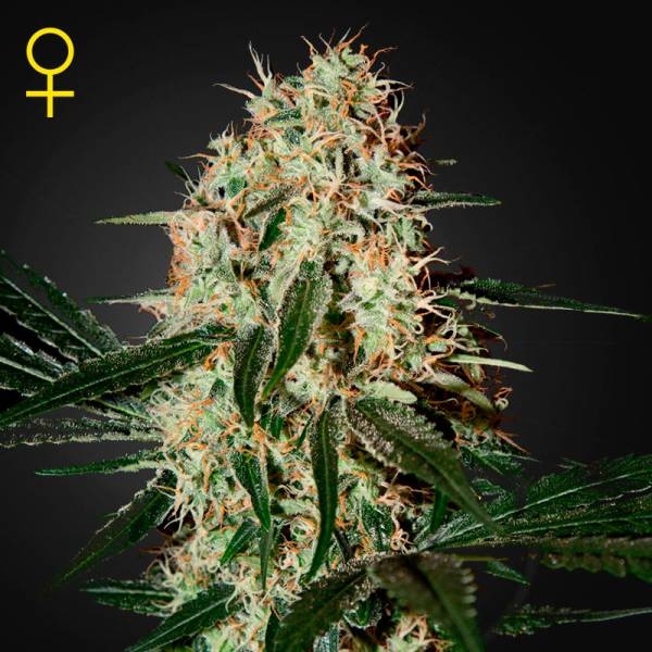 Arjan's Haze 3 (Greenhouse Seeds) Feminiserede