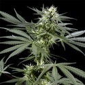Arjan's Haze 3 (Greenhouse Seeds) Feminiserede