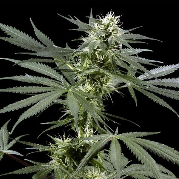 Arjan's Haze 3 (Greenhouse Seeds) Feminiserede