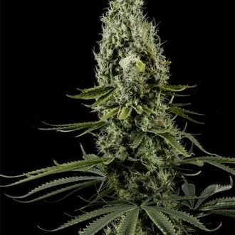 Arjan's Haze 3 (Greenhouse Seeds) Feminiserede