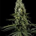 Arjan's Haze 3 (Greenhouse Seeds) Feminiserede