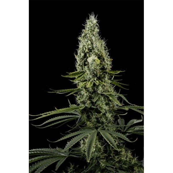 Arjan's Haze 3 (Greenhouse Seeds) Feminiserede