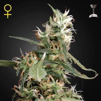 Arjan's Ultra Haze 1 (Greenhouse Seeds) Feminiserede