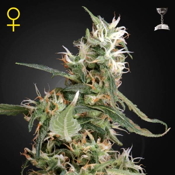 Arjan's Ultra Haze 1 (Greenhouse Seeds) Feminiserede