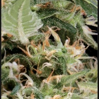 Arjan's Ultra Haze 1 (Greenhouse Seeds) Feminiserede