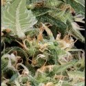 Arjan's Ultra Haze 1 (Greenhouse Seeds) Feminiserede
