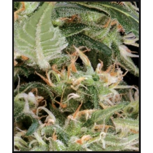 Arjan's Ultra Haze 1 (Greenhouse Seeds) Feminiserede