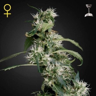 Arjan's Ultra Haze 2 (Greenhouse Seeds) feminiserede