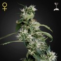 Mango Haze (Greenhouse Seeds) Feminiserede