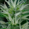 Mango Haze (Greenhouse Seeds) Feminiserede