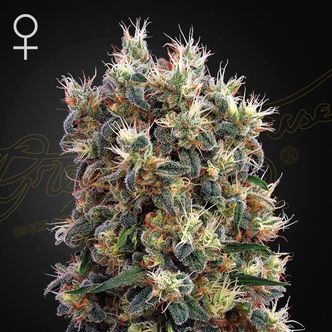 The Church (Greenhouse Seeds) feminiserede