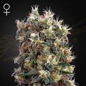 The Church (Greenhouse Seeds) Feminiserede