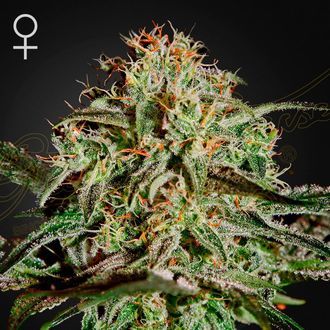 A.M.S. (Greenhouse Seeds) Feminiserede