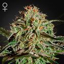 A.M.S. (Greenhouse Seeds) Feminiserede