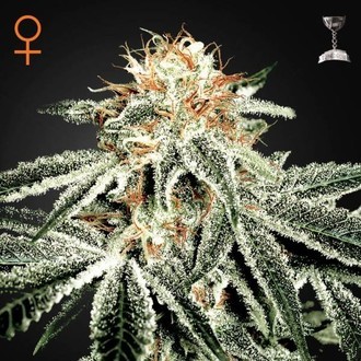 White Widow (Greenhouse Seeds) Feminiserede