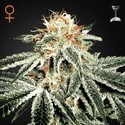 White Widow (Greenhouse Seeds) Feminiserede