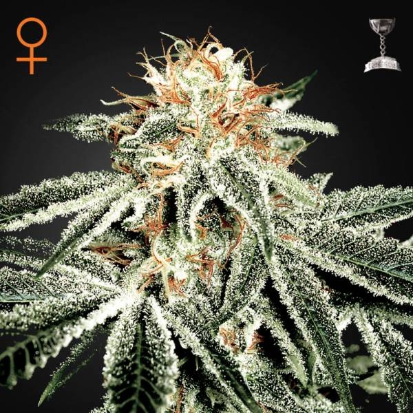 White Widow (Greenhouse Seeds) Feminiserede
