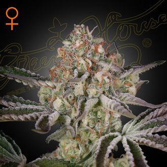 Great White Shark (Greenhouse Seeds) Feminiserede