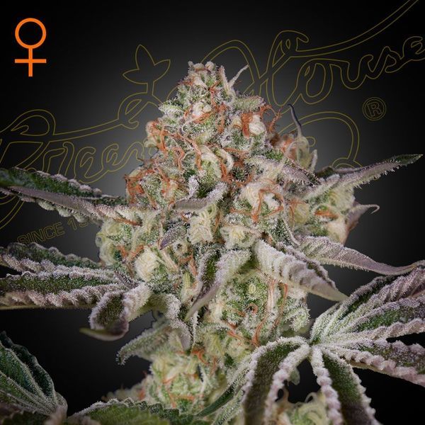 Great White Shark (Greenhouse Seeds) Feminiserede