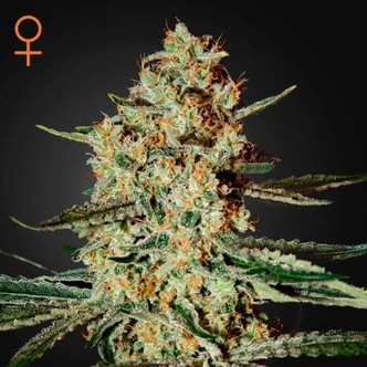 Himalaya Gold (Greenhouse Seeds) feminiserede