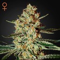 Himalaya Gold (Greenhouse Seeds) Feminiserede
