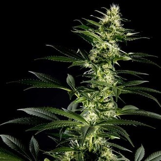 Himalaya Gold (Greenhouse Seeds) Feminiserede