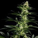 Himalaya Gold (Greenhouse Seeds) Feminiserede