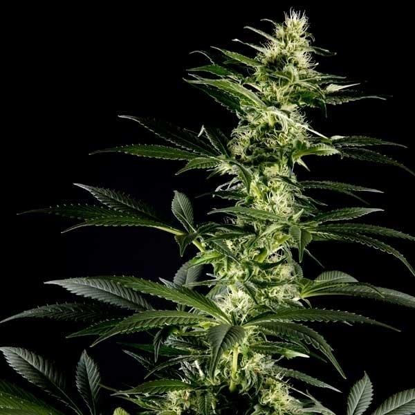 Himalaya Gold (Greenhouse Seeds) Feminiserede