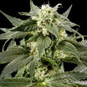 Himalaya Gold (Greenhouse Seeds) Feminiserede