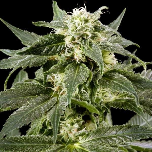 Himalaya Gold (Greenhouse Seeds) Feminiserede