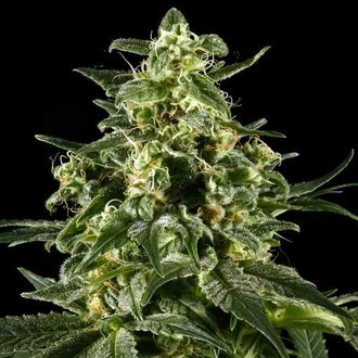 Himalaya Gold (Greenhouse Seeds) Feminiserede