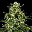 Himalaya Gold (Greenhouse Seeds) Feminiserede