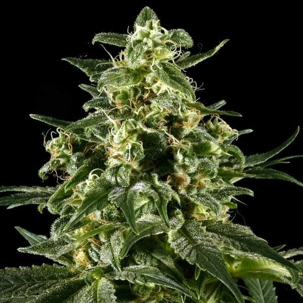 Himalaya Gold (Greenhouse Seeds) Feminiserede