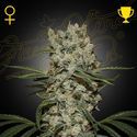 Super Silver Haze (Greenhouse Seeds) Feminiserede