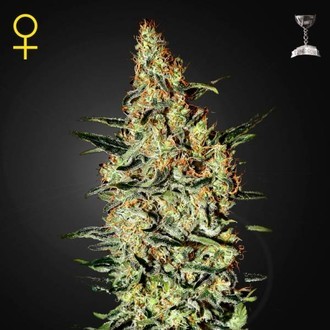 Neville's Haze (Greenhouse Seeds) Feminiserede